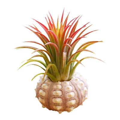 多款桌摆海胆无土植物喷水就活花