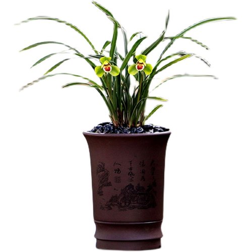 【团购】喜花里【翠荷】矮种金边春兰浓香型好养室内桌面绿植盆栽