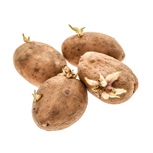 黄心土豆种子带芽秋冬播马铃薯种子恩施富硒小土豆种子批发