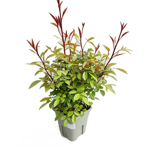 虹越红木香黄木香爬藤月季花盆栽苗白粉木香爬墙藤本花卉耐寒易养