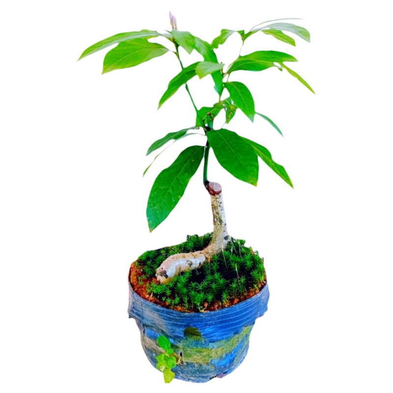 小叶帧楠金丝楠木盆栽树苗老桩景