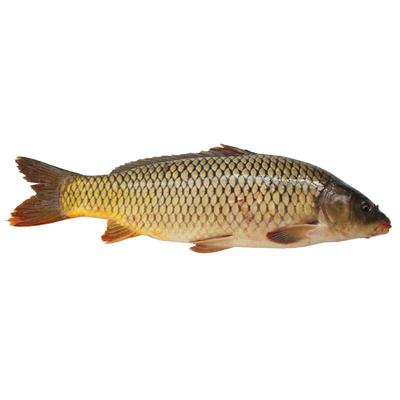 微山湖新鲜野鲤鱼活鱼现杀