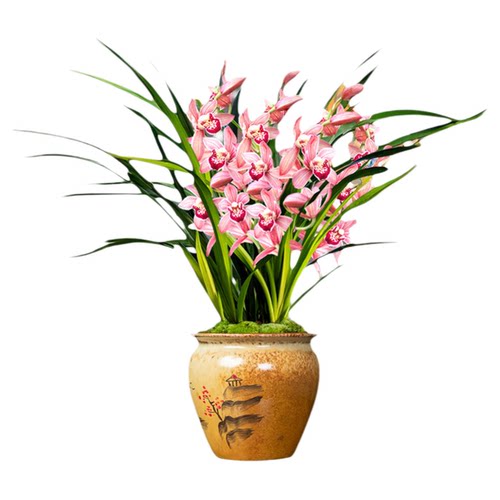 香水文心夏带花苞出售建兰四季红满天兰花苗香水石斛好养花卉盆栽