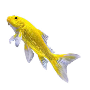 大红草金鱼淡水活鱼锦鲤观赏鱼好养冷水鱼纯种凤尾三色草金鱼活鱼