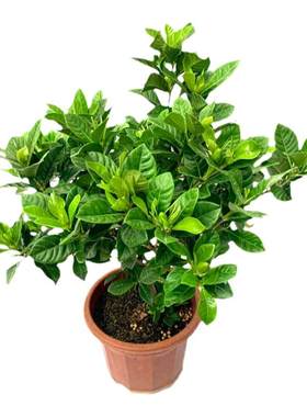 栀子花盆栽枝枝花花卉四季开花