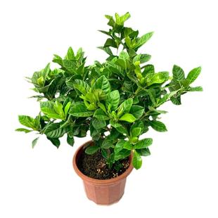 栀子花盆栽枝枝花带花苞室内驱蚊香味桌面阳台花卉四季开花除甲醛