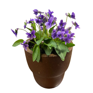 紫花地丁种子四季易活播地被矮生花草户外耐阴多年生耐寒花籽花子