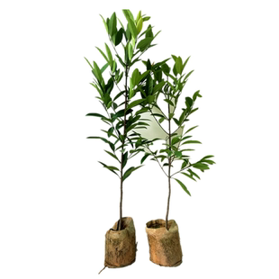 新品种黄牙果岭南黄金山竹苗山竹树苗原生苗嫁接苗盆栽地栽