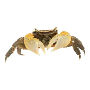 将军蟹观赏蟹螃蟹宠物蟹迷你辣椒蟹螃蟹鲜活幼苗活的摆地摊小宠物