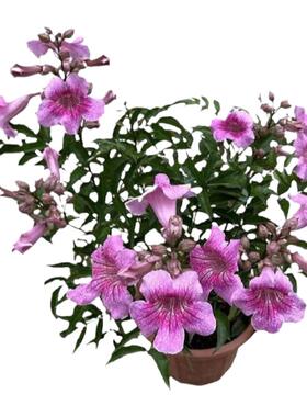 凌霄花树苗爬藤植物盆栽炮仗花