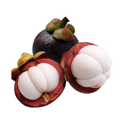 泰国山竹树苗带果四季盆栽