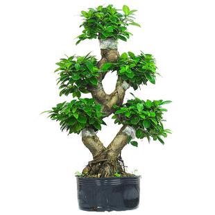 造型金钱榕树盆景提根绿植大8字S老桩好养活植物室外小叶榕树盆栽