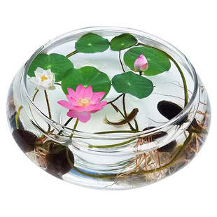 水培玻璃花瓶透明水仙盆碗莲盆睡莲花盆乌龟鱼缸水养植物器皿桌面
