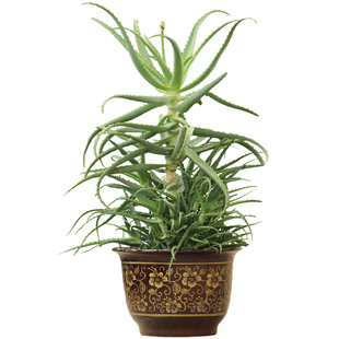 日本木立芦荟植物盆栽 龙爪菊芦荟盆栽龙爪芦荟 食用药用芦荟叶片