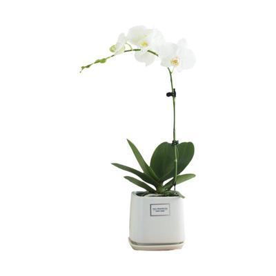 蝴蝶兰盆栽四季好养易活