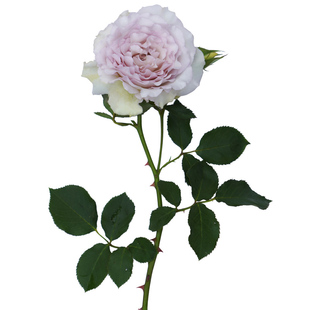 天狼月季露凝香国产自育月季玫瑰大花浓香丰花灌木耐热两广推荐