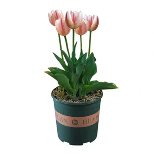 土水培进口郁金香百合盆栽种球大十颗花卉风信子四季种球种子