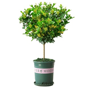 米兰花盆栽苗树棒棒糖四季开花卉耐寒热客厅室内阳台宿舍家中绿植