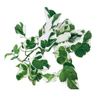 白金葛盆栽油画绿萝绿植垂盆植物雪花葛黄金葛耐阴四季吸甲醛