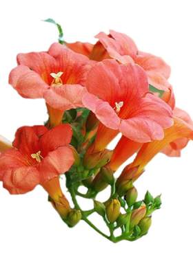 凌霄花爬藤四季花卉耐寒耐热包活