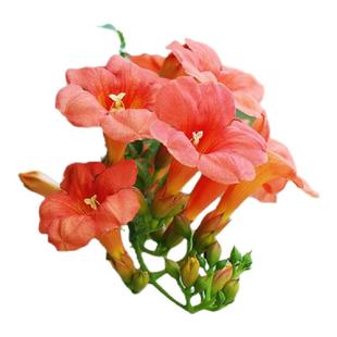 耐寒凌霄花苗爬藤植物四季花卉大苗绿植盆栽庭院阳台炮仗花紫藤