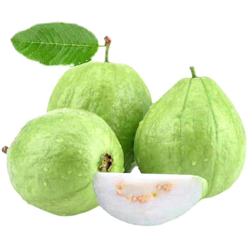 广东白心芭乐甜脆新鲜整箱包邮