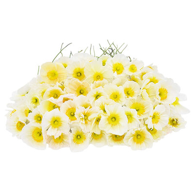 进口冰岛虞美人种子香槟气泡/白色Champagne Bubbles切花盆栽秋播