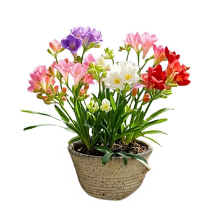 香雪兰花球盆栽重瓣种小苍兰带芽种根带花苞混色盆栽多季开花鲜花