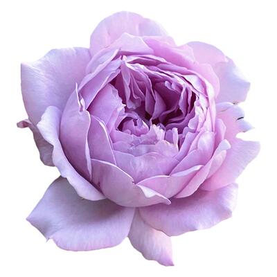 空蒙月季花灌木大花切花玫瑰四季
