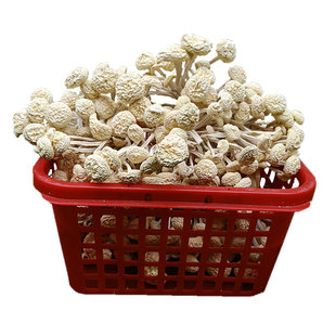 25年新货白茶树菇干货不开伞香嫩农家自产江西广昌茶薪菇散装250g