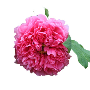 红色牡丹花苗 春红娇艳 菏泽多层重瓣趣味庭院阳台书房花坛花卉