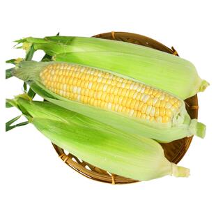 云南金银水果玉米新鲜玉米9斤甜玉米棒子糯生吃包谷蔬菜整件包邮