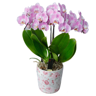 日本蝴蝶兰盆栽花礼盒送朋友客户生日开业上海花店同城送思南香山