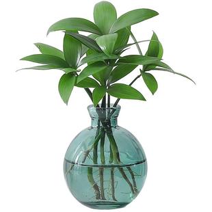 竹柏盆景迷你小盆栽驱蚊水培植物花卉办公室内桌面好养绿植微景观