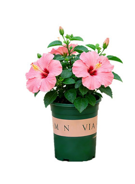 阳台开花植物绿植花卉花苗