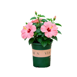 粉色朱槿花盆栽带花苞阳台室外庭院开花植物绿植四季花卉扶桑花苗