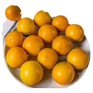 脆皮桔苗脆蜜桔第三代甜金桔水果桔正宗新会陈皮柑橘桔15年老店