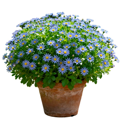 蓝色玛格丽特盆栽菊花花苗多年生带花带花苞四季开耐寒花卉植物