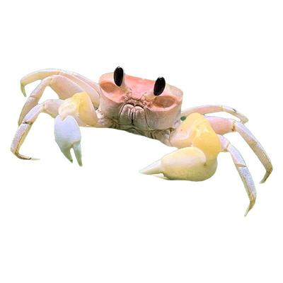 中华沙蟹活体大眼萌陆生螃蟹