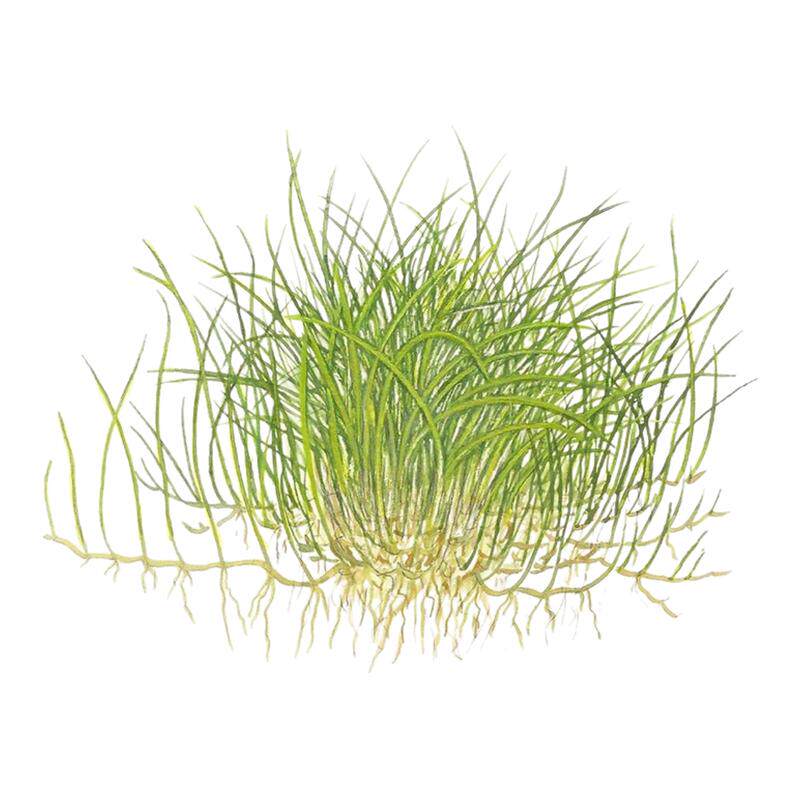 艾伦的水草造景前景迷你牛毛挖耳草爬地迷你日本矮珍珠南美尖叶