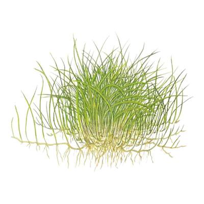 艾伦水草造景迷你牛毛日本珍珠