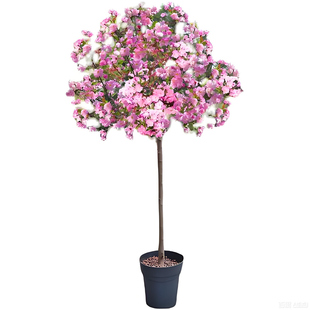 垂丝海棠花树果苗盆栽庭院地栽高杆棒棒糖带土球发南北方种植耐寒