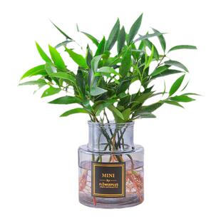 驱蚊竹柏盆栽水培植物室内外水养绿植花卉大苗办公室桌面四季常青