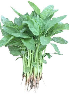 白尖叶苋菜种子汗菜四季可播