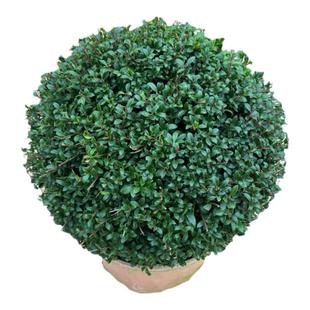 龟甲冬青球树苗别墅庭院耐寒四季常青绿化风景树球型花镜植物小苗