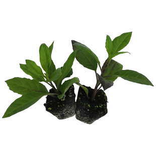 神仙草明月草苗盆栽白背菜降糖草蔬菜种植食用植物白子菜金鸡毛草