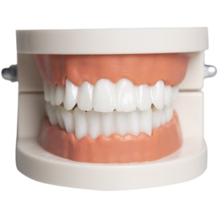 牙齿模型幼儿园早教刷牙模具标准两倍假牙科儿童宝宝口腔教学道具