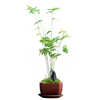 一个包邮中式紫砂米竹室内好养