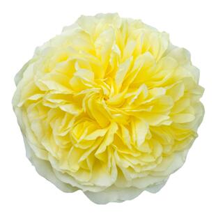 朝圣者天路藤本月季花大苗阳台围栏庭院爬墙四季玫瑰爬藤蔷薇花苗