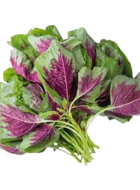 红圆叶苋菜种子柳叶青苋菜种籽四季种植盆栽阳台野菜长寿菜种子孑
